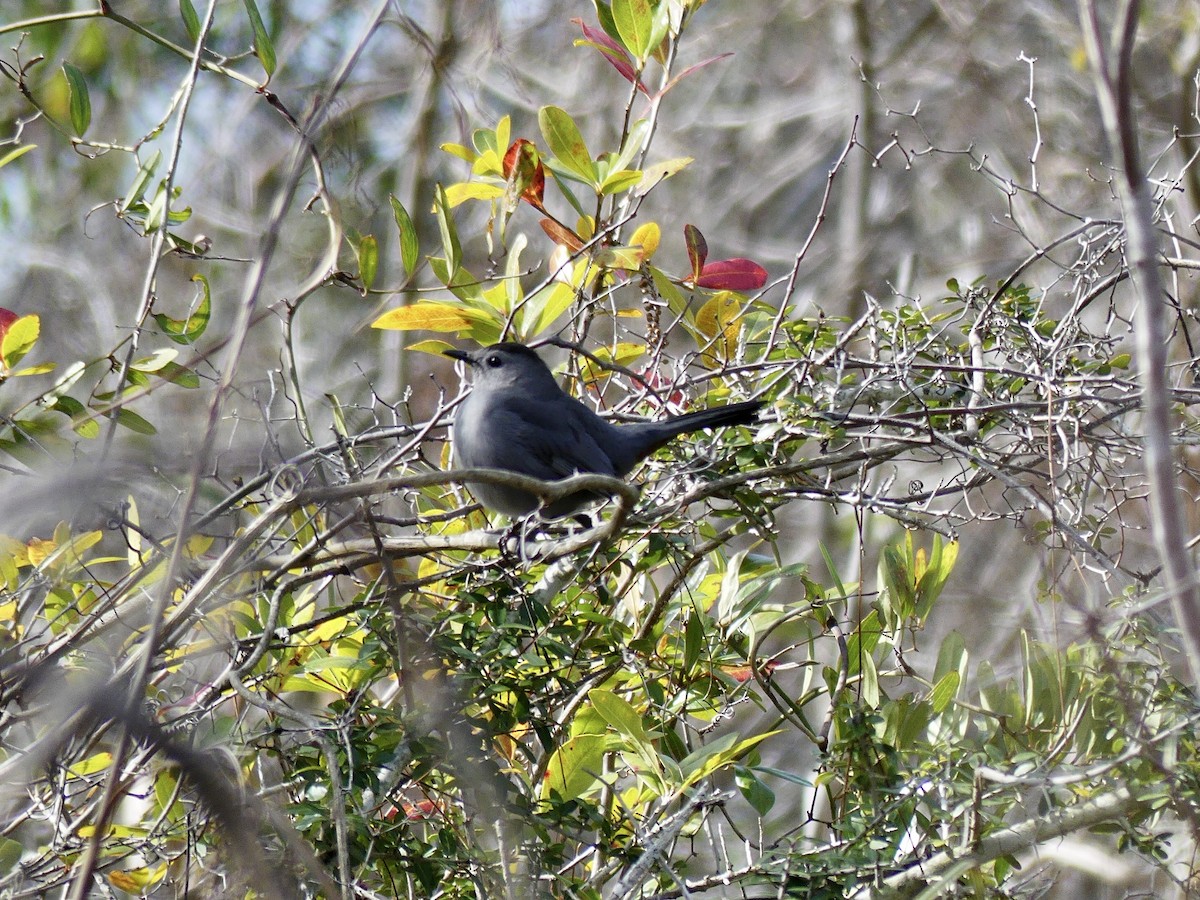 Swamp Sparrow - ML420909361