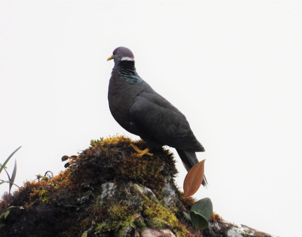 Band-tailed Pigeon - ML420909681