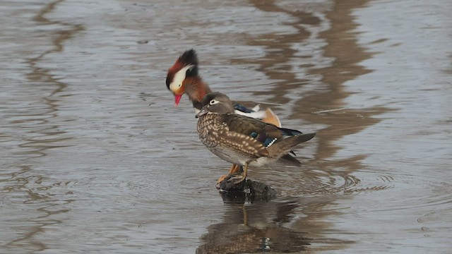 tanımsız ördek (Anatinae sp.) - ML420909711