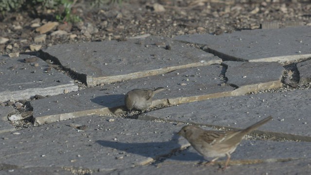 Oak Titmouse - ML420910801