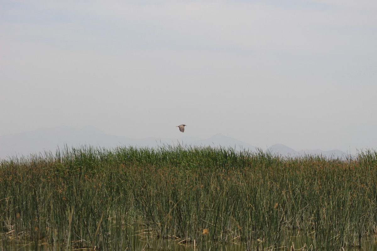 Black-crowned Night Heron - ML420914121