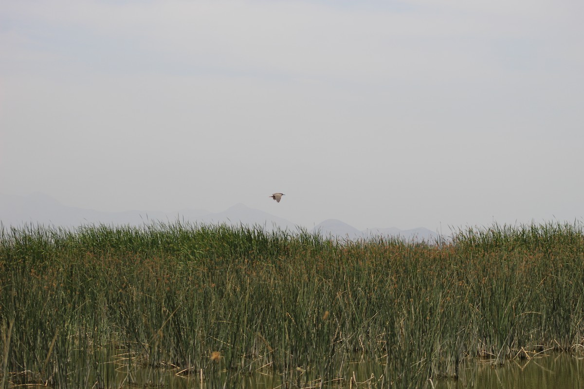 Black-crowned Night Heron - ML420914151