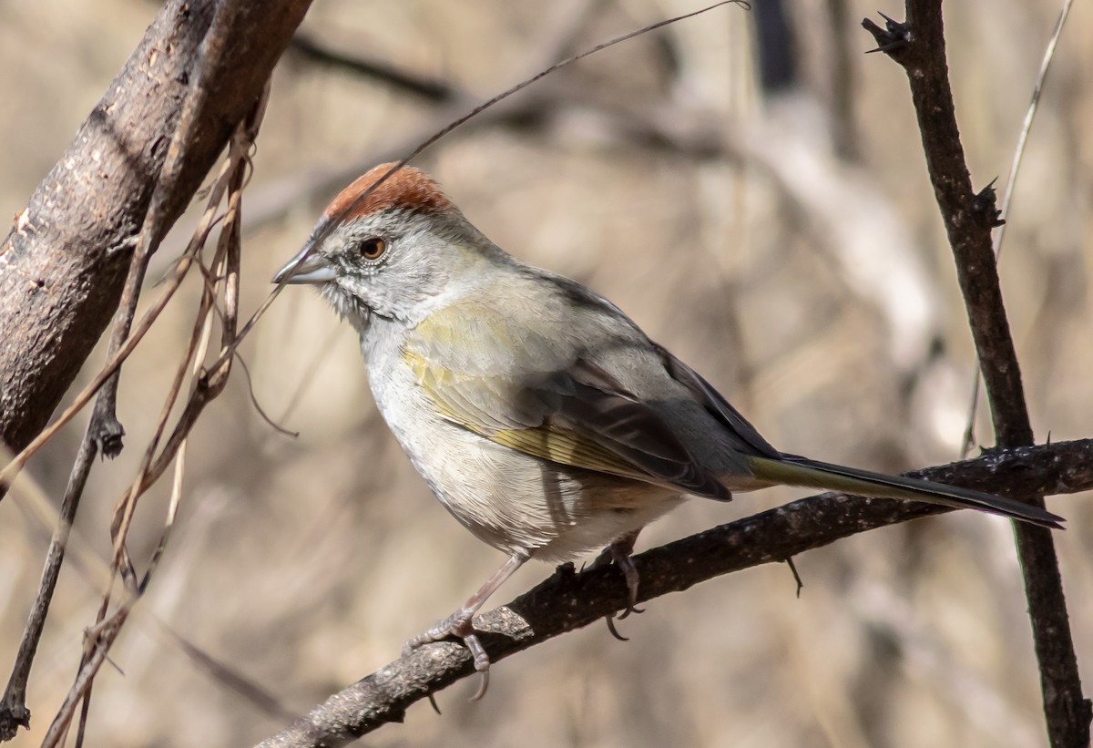 Green-tailed Towhee - ML420917971