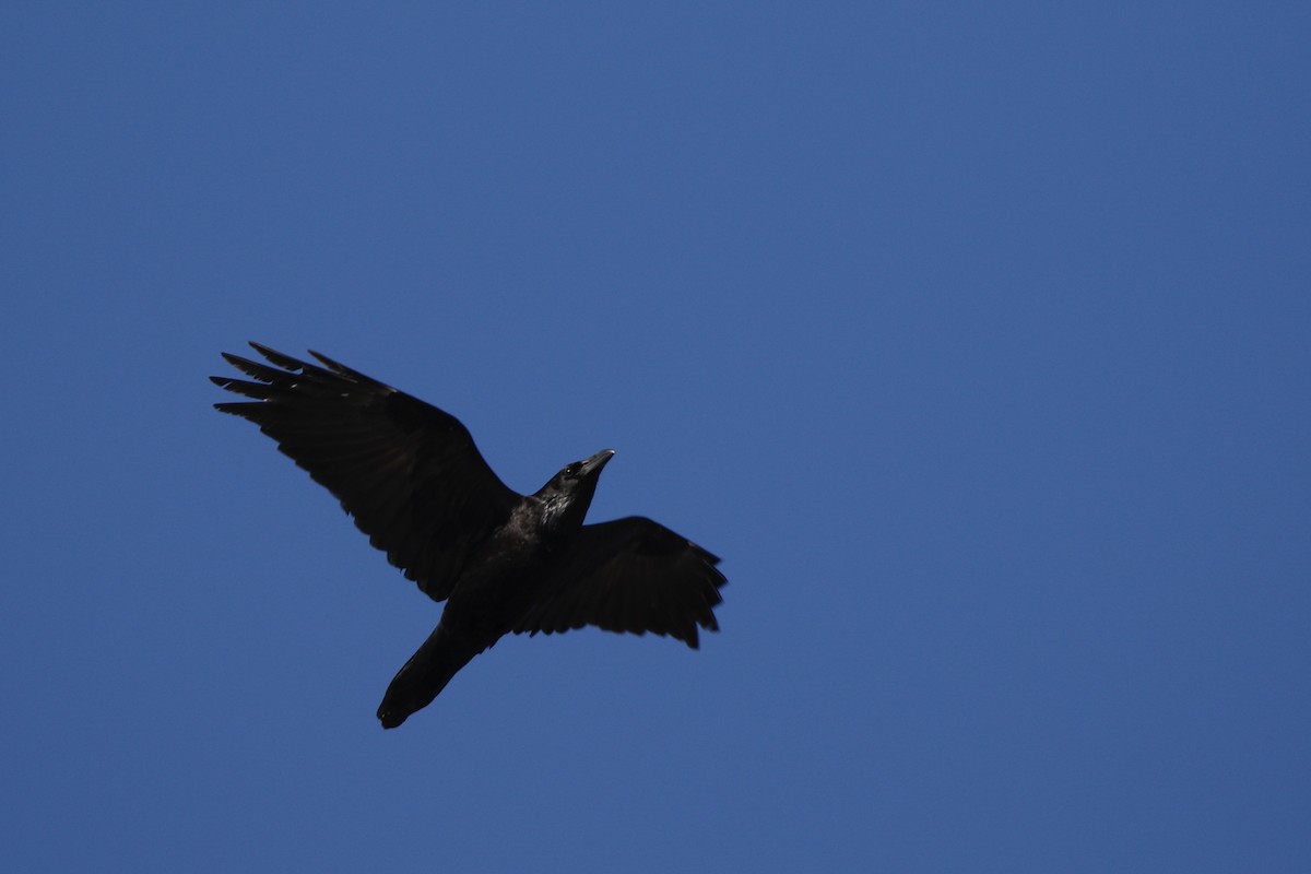 Common Raven - ML420918771