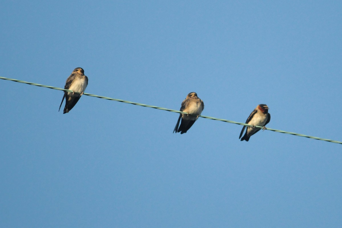 Cliff Swallow - ML42091881