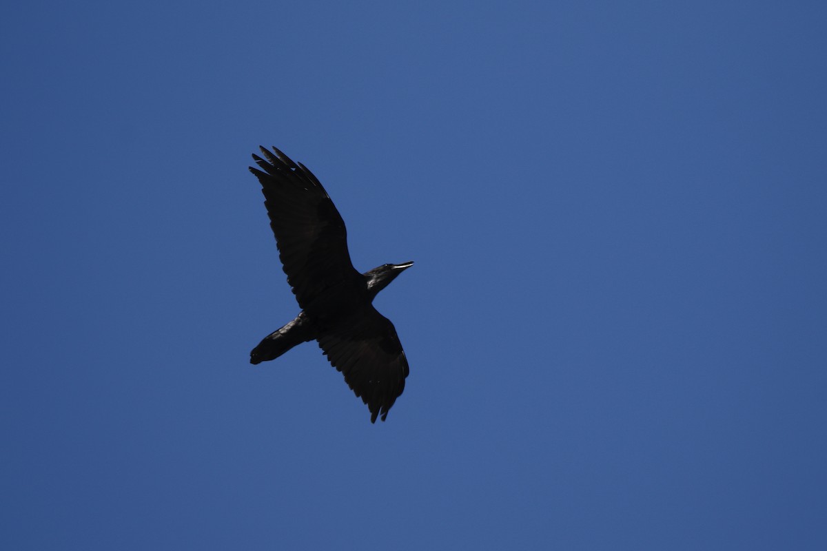 Common Raven - ML420918871