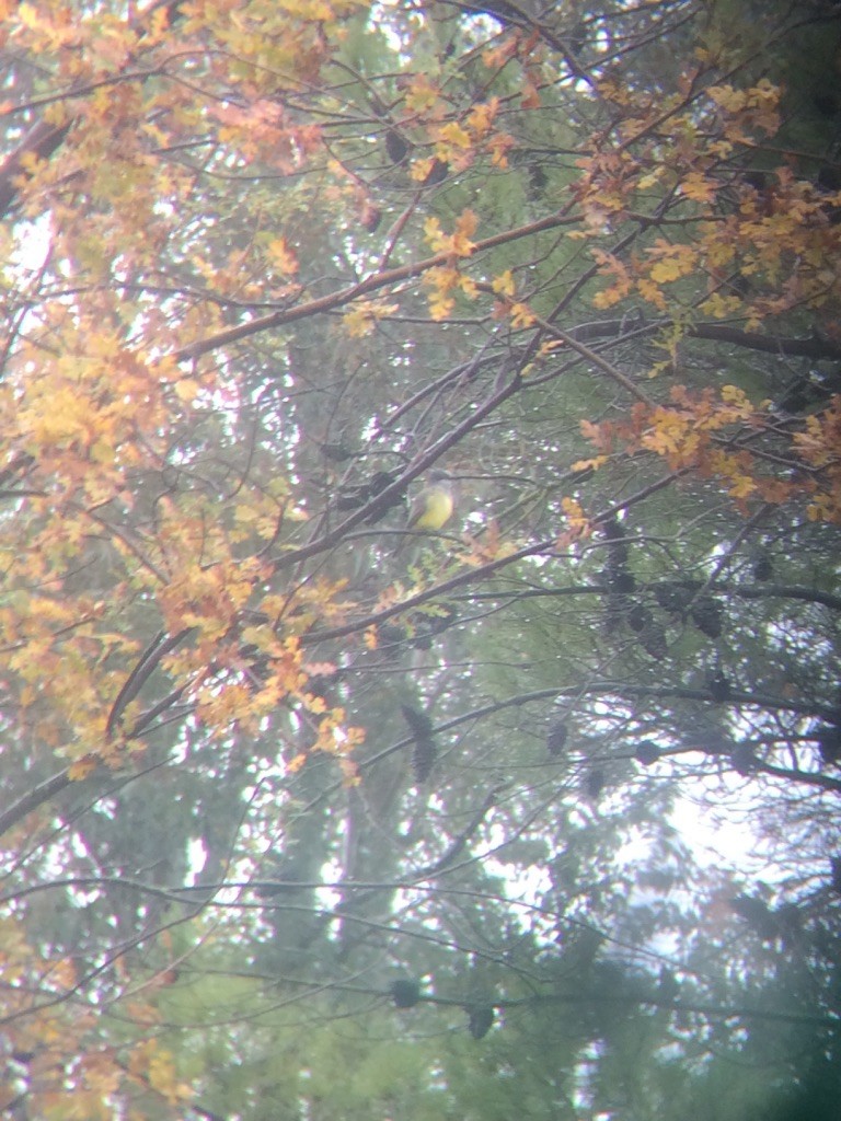 Cassin's Kingbird - ML42092011