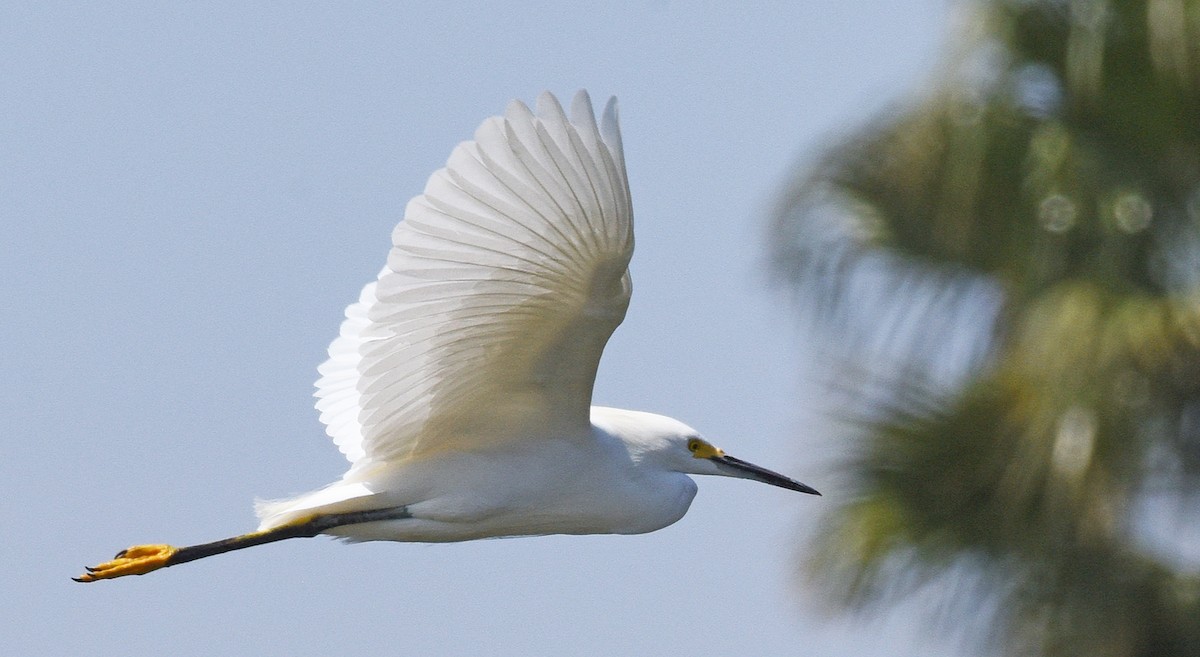 Snowy Egret - ML420920951