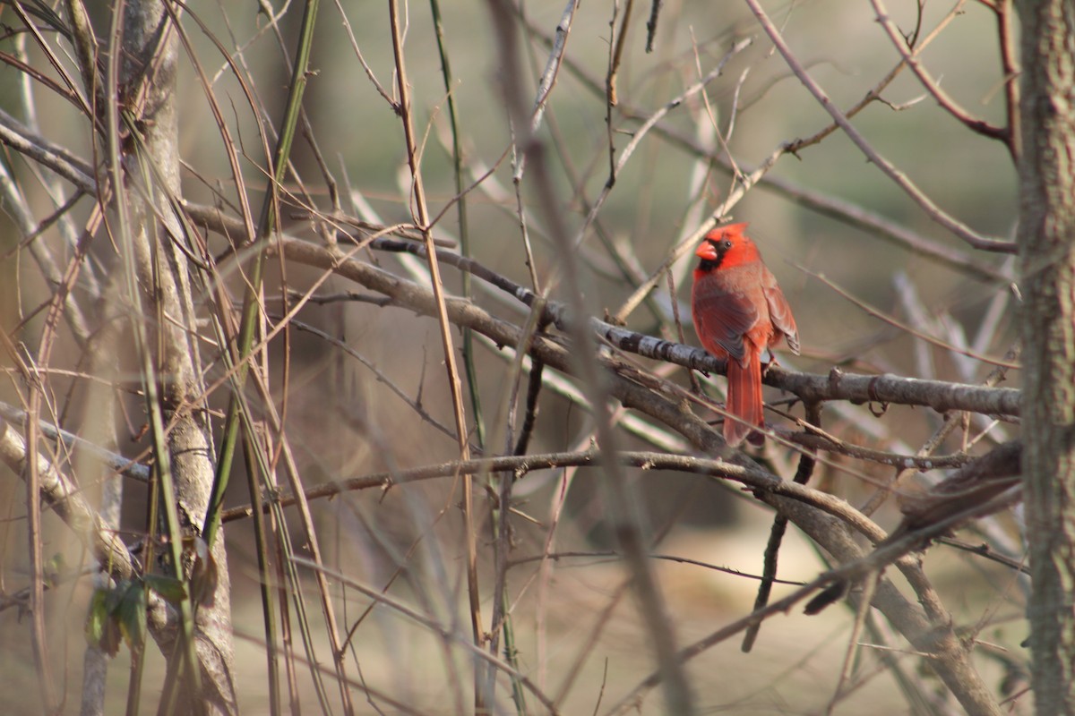 Northern Cardinal - ML420921261