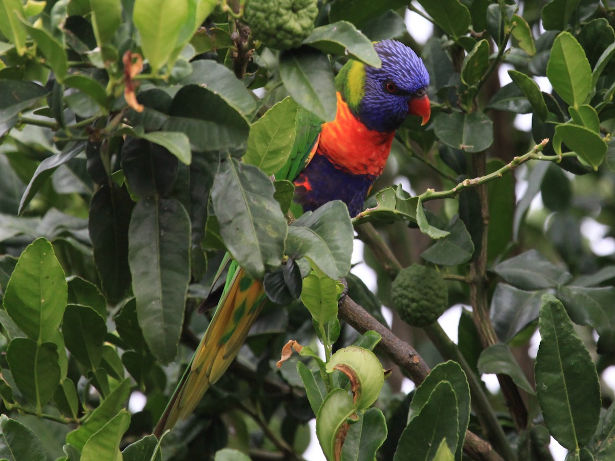 Rainbow Lorikeet - ML420921441