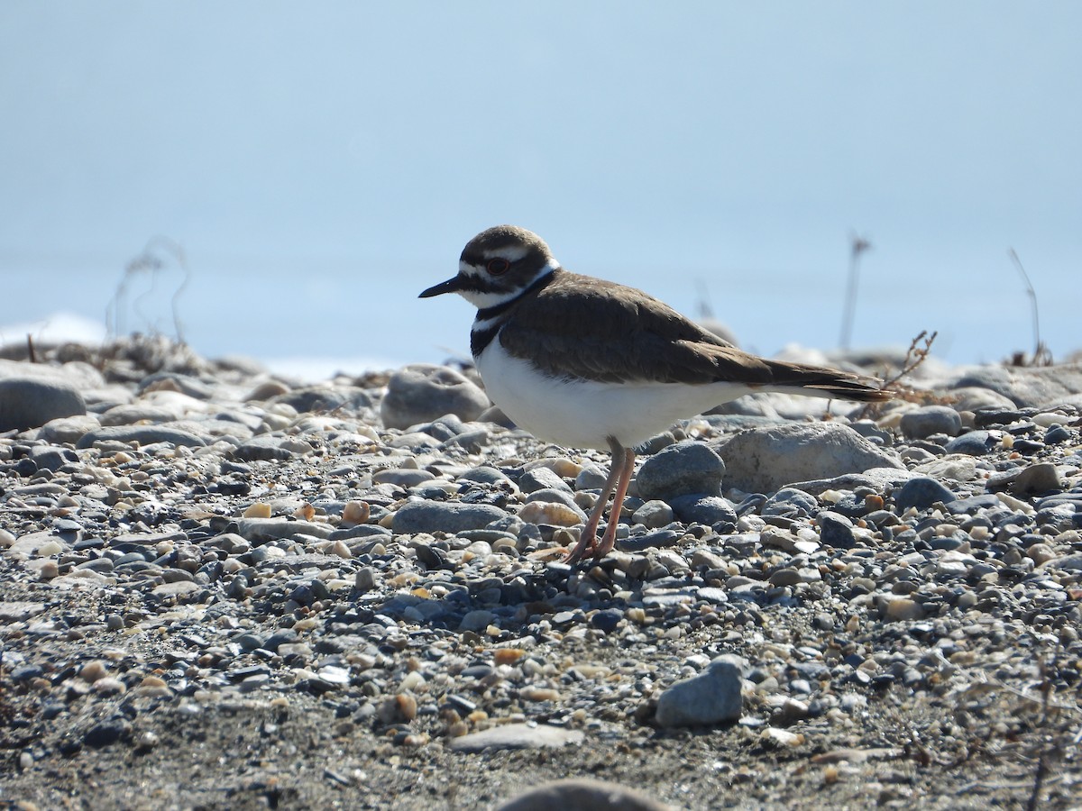 Killdeer - ML420921741