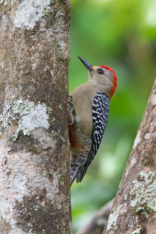 Red-crowned Woodpecker - ML420922871
