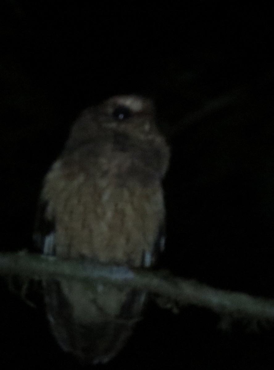 Rufescent Screech-Owl (Colombian) - ML420923161