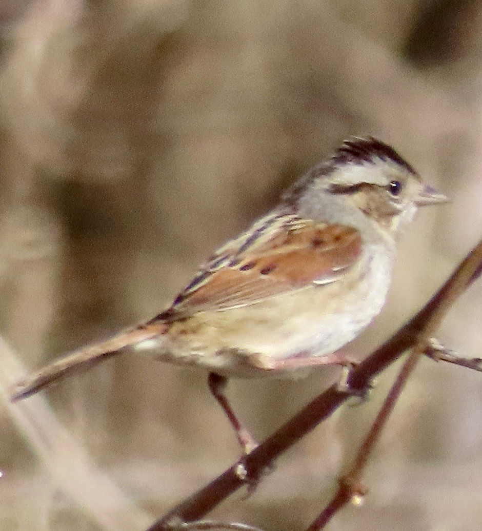 Swamp Sparrow - ML420924071