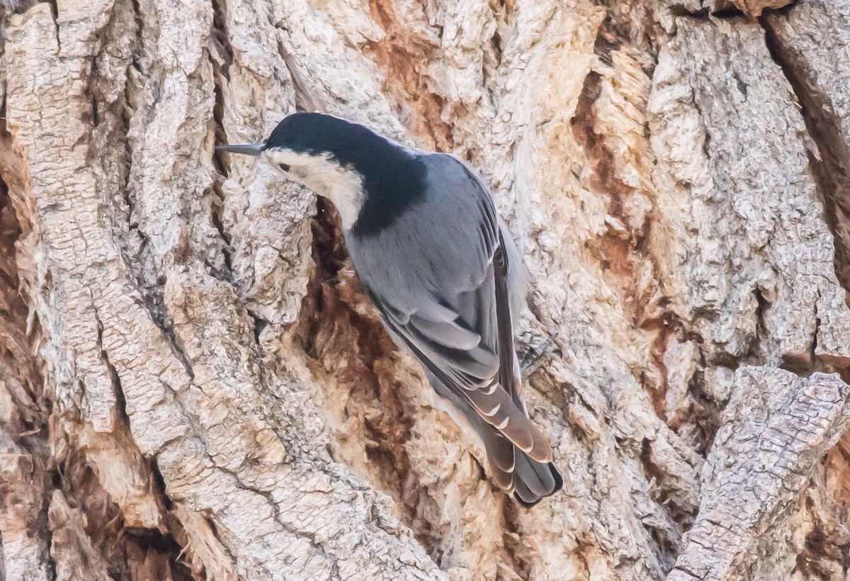 White-breasted Nuthatch (Interior West) - ML420924171