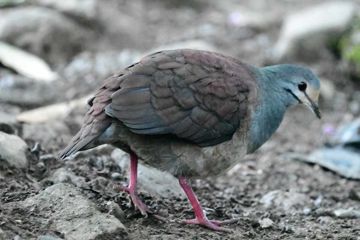 Buff-fronted Quail-Dove - ML420924251