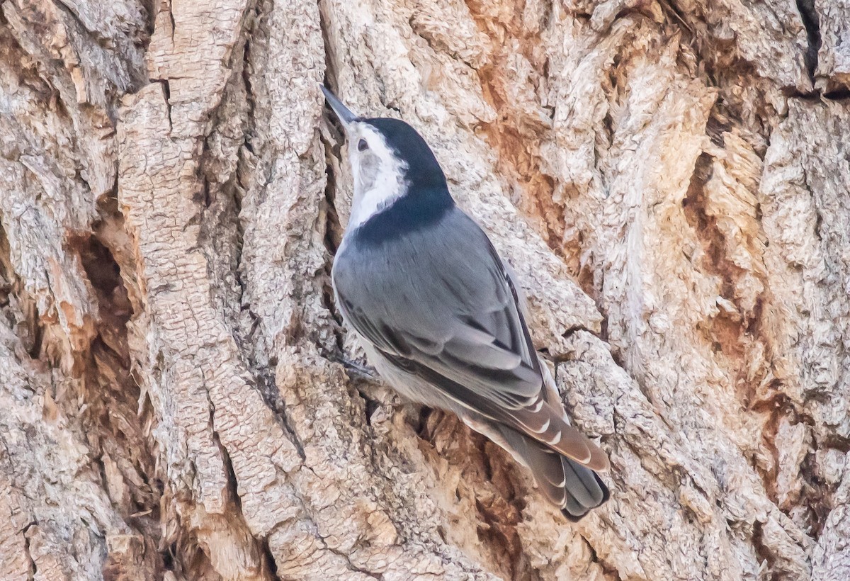 White-breasted Nuthatch (Interior West) - ML420924411