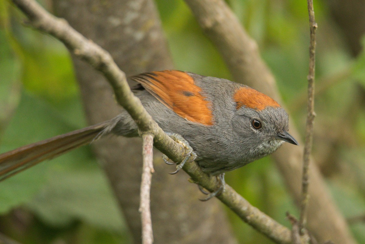 Apurimac Spinetail - ML420924721