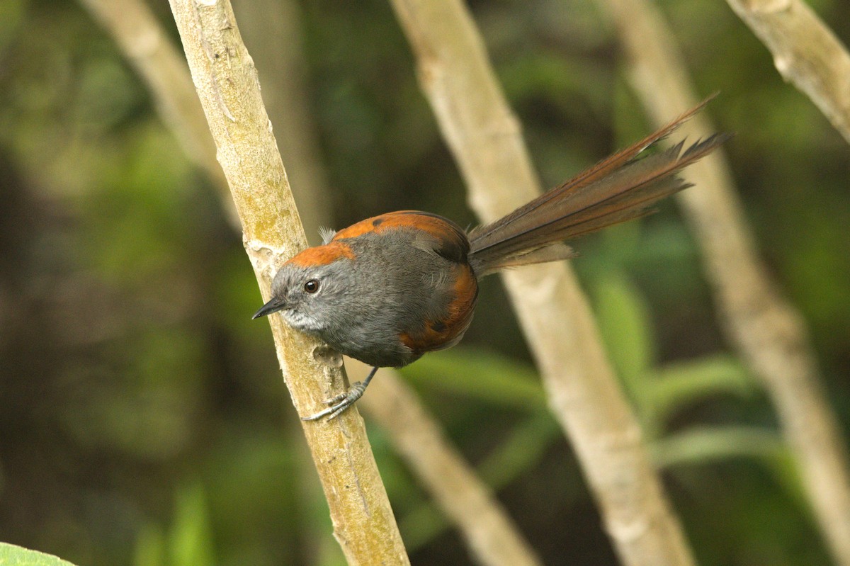 Apurimac Spinetail - ML420924731