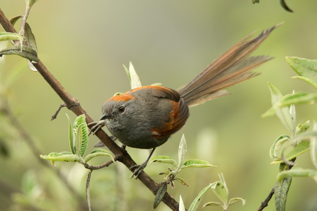 Apurimac Spinetail - ML420924771