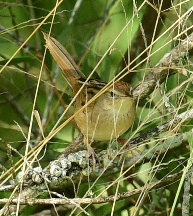 Tawny Grassbird - ML420925091