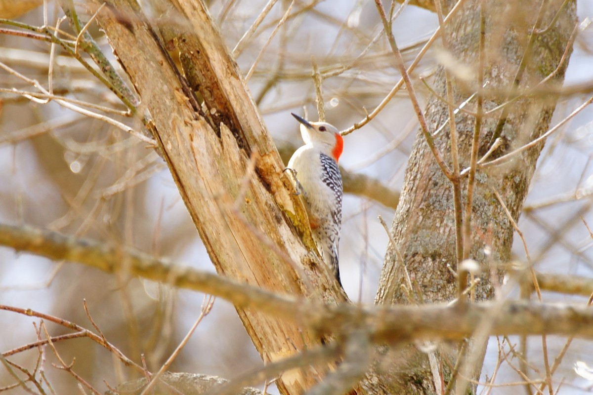 Red-bellied Woodpecker - ML420925531