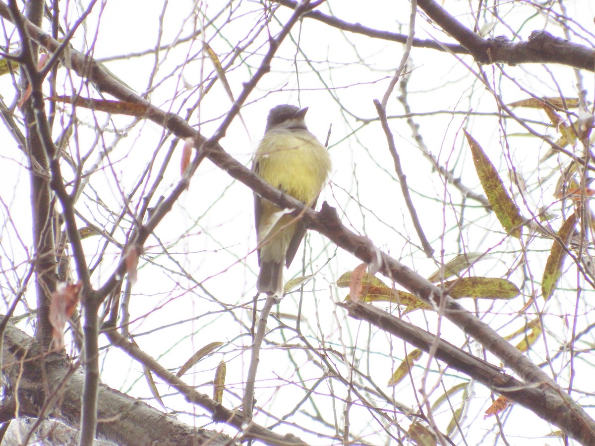 Cassin's Kingbird - Stuart Angerer