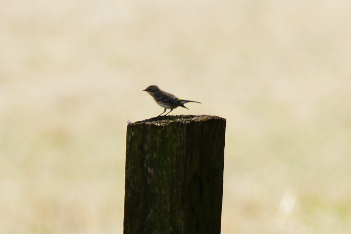 Yellow-rumped Warbler - ML420925841