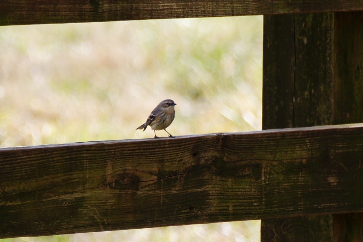 Yellow-rumped Warbler - ML420925851