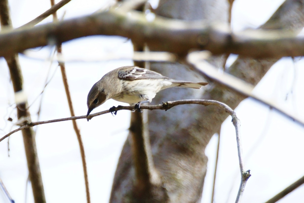 Yellow-rumped Warbler - ML420925861