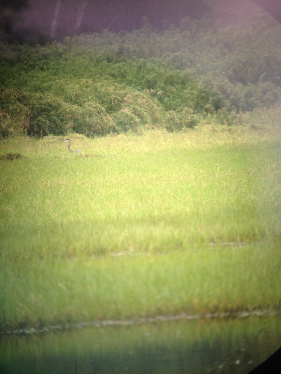 Great Blue Heron - ML42092631