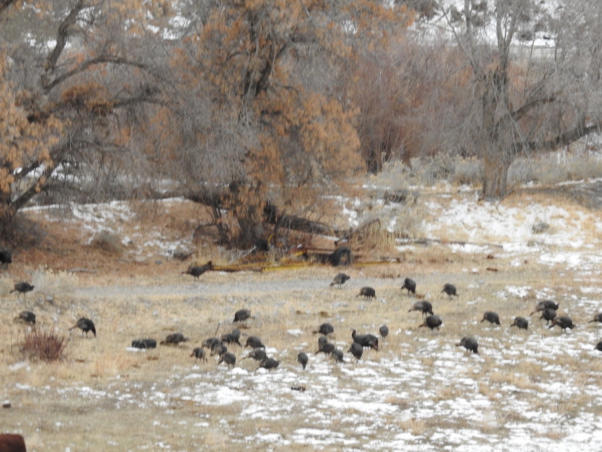 Wild Turkey - Lauri Taylor