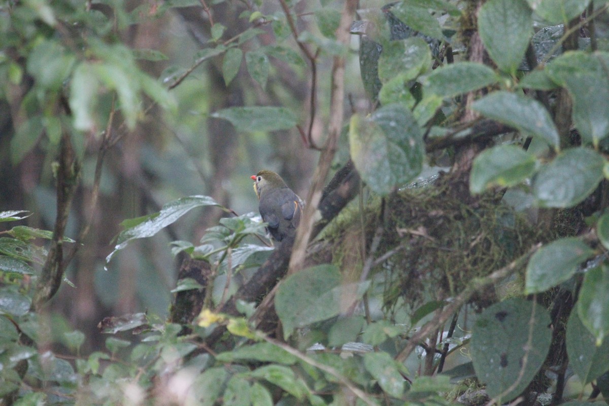 Red-billed Leiothrix - ML420926561