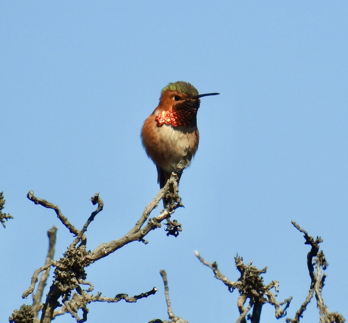 Allen's Hummingbird - ML420927081