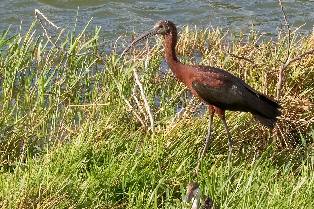 Glossy Ibis - ML420928771