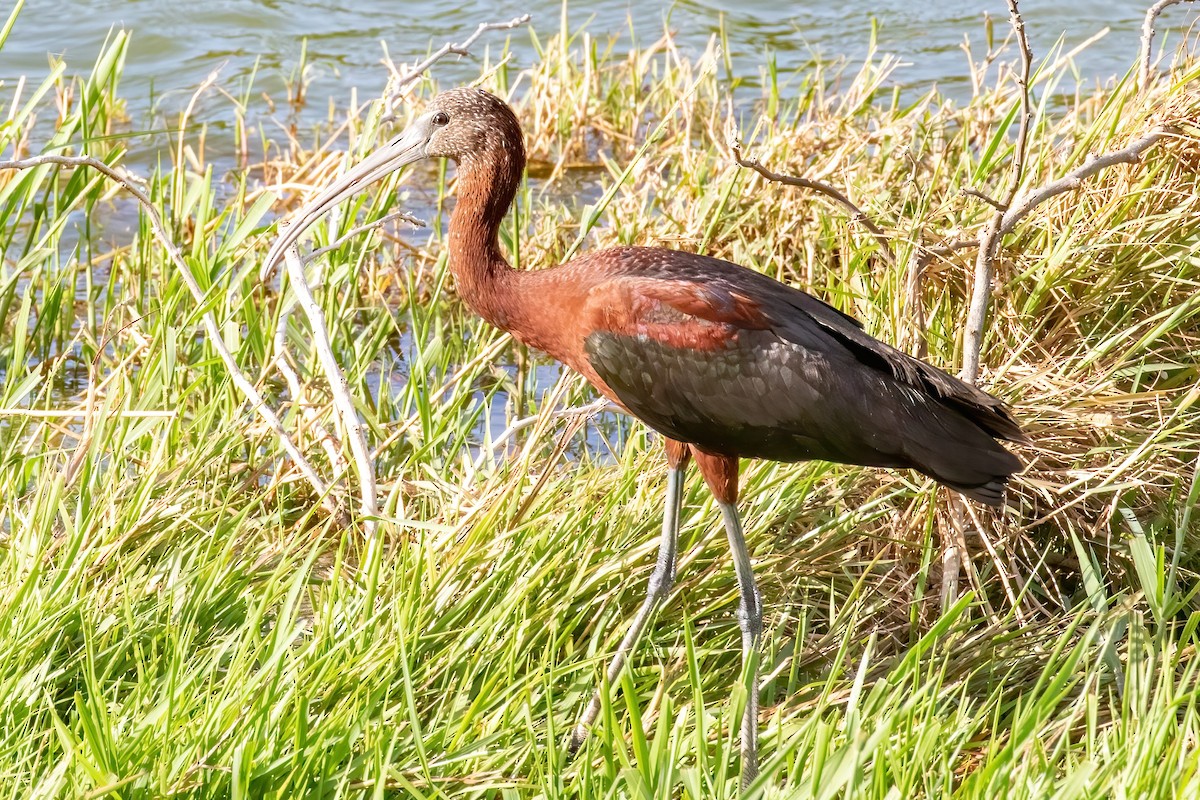 Glossy Ibis - ML420929031