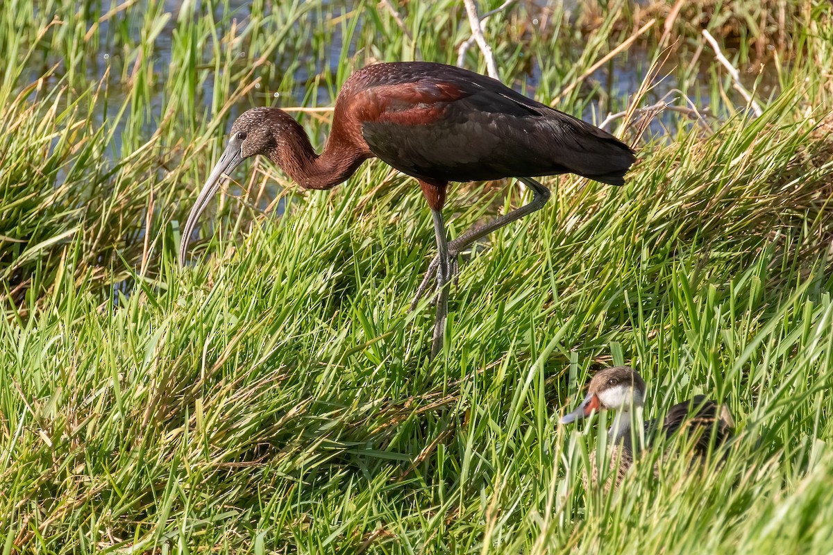 Glossy Ibis - ML420929181