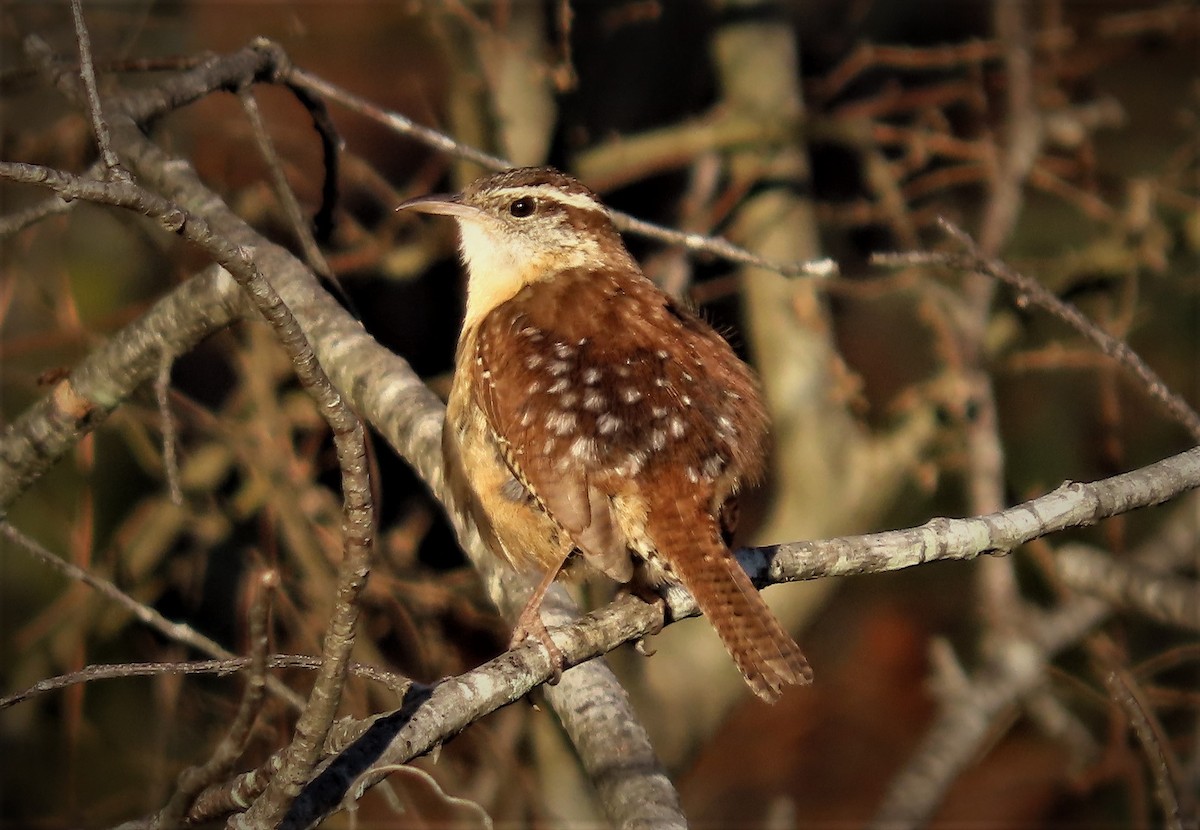 Carolina Wren - ML420929301