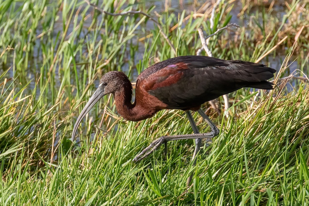 Glossy Ibis - ML420929421