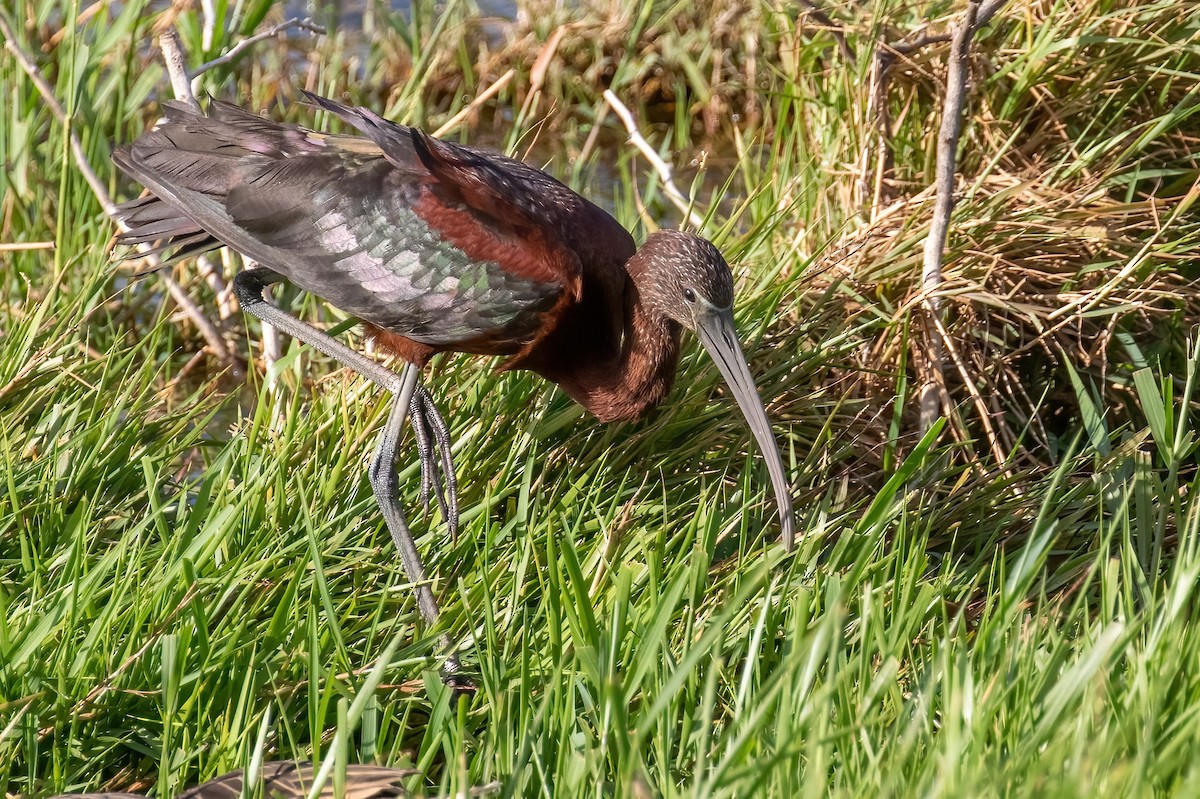 Glossy Ibis - ML420929431