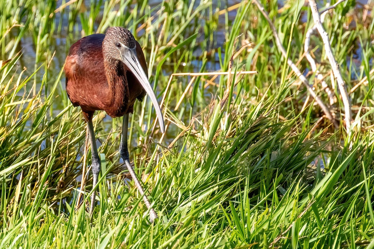 Glossy Ibis - ML420929631