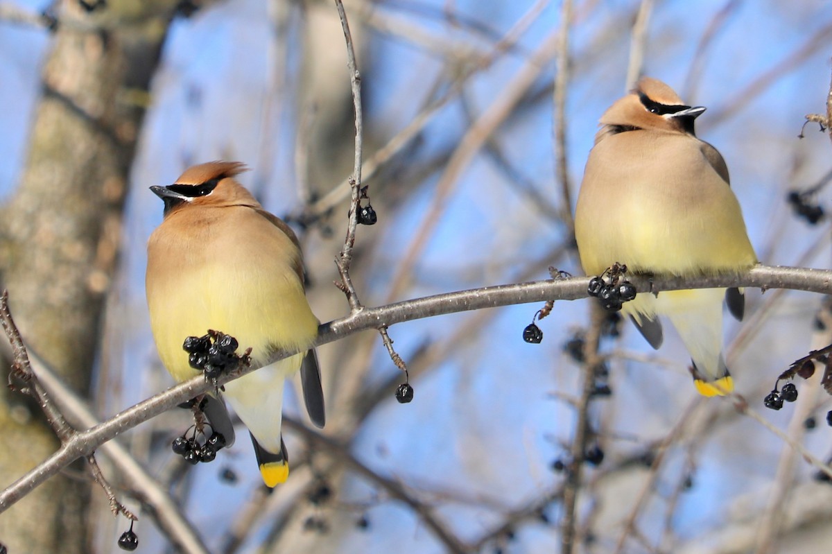 Cedar Waxwing - ML420931101