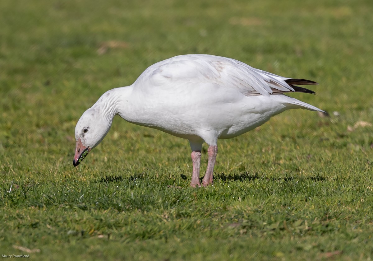 Snow Goose - Maury Swoveland