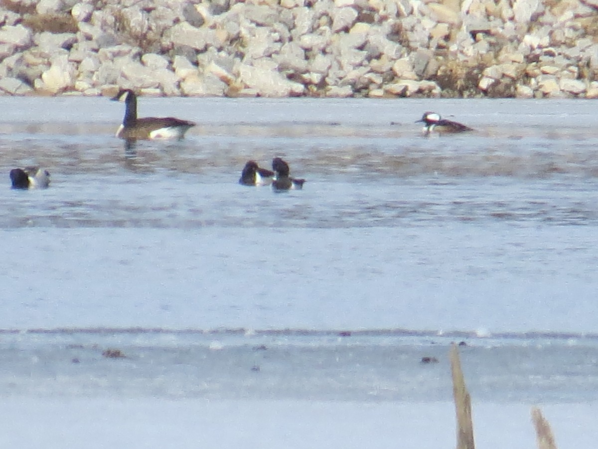 Hooded Merganser - Ethan Maynard