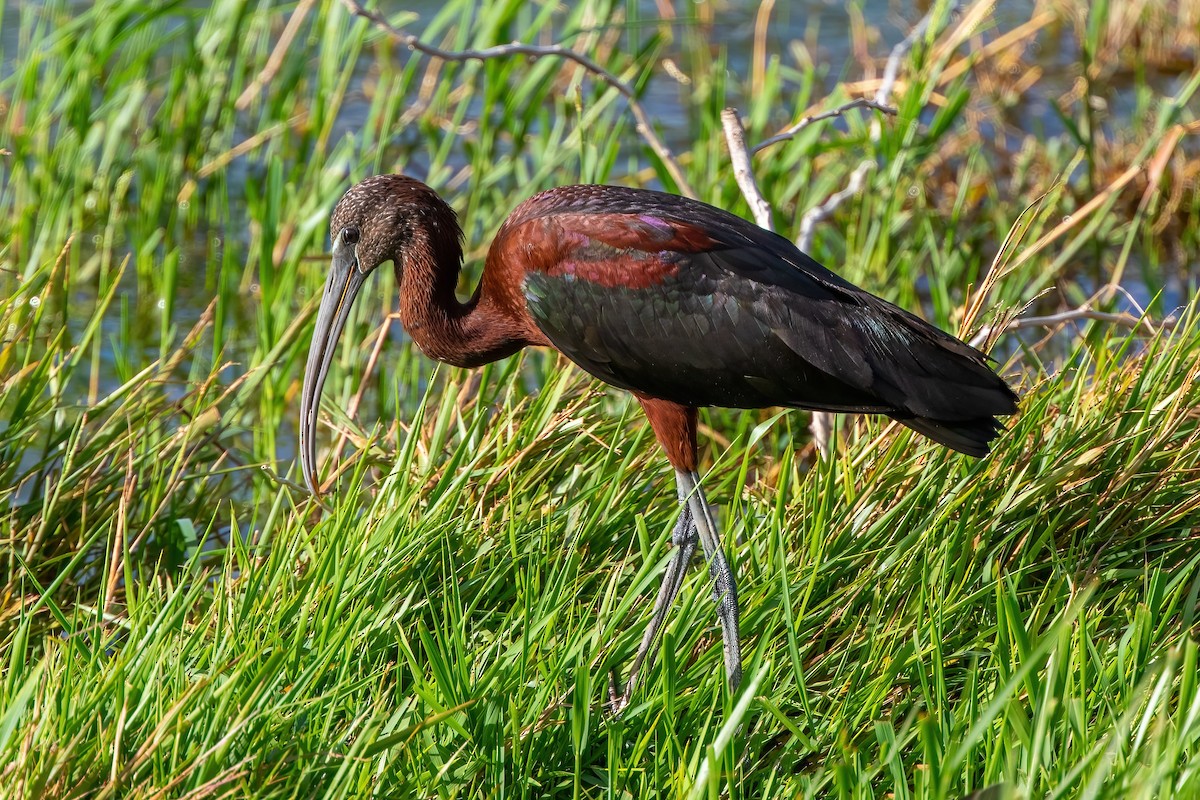 Glossy Ibis - ML420931981