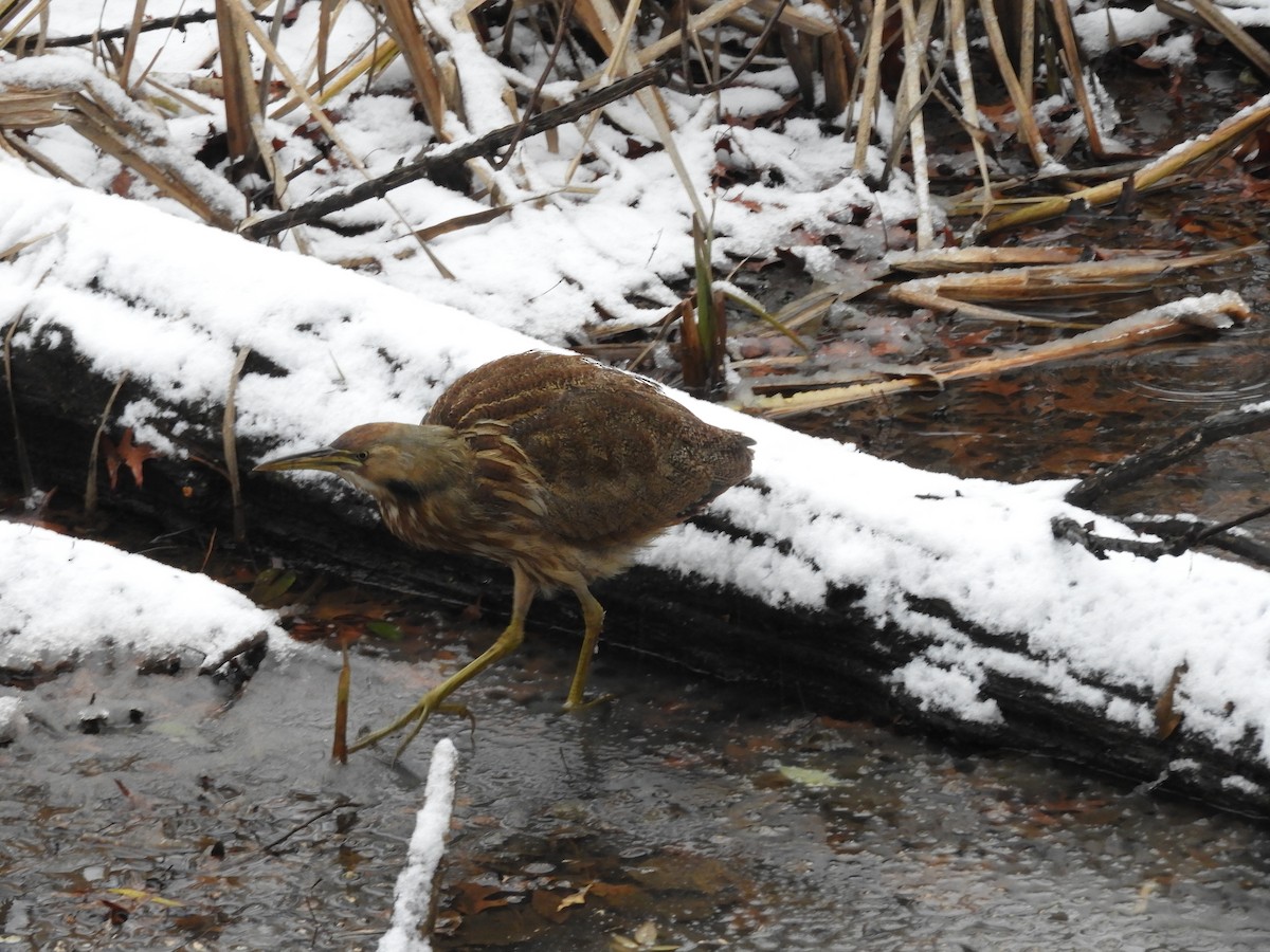 American Bittern - Bill Lee