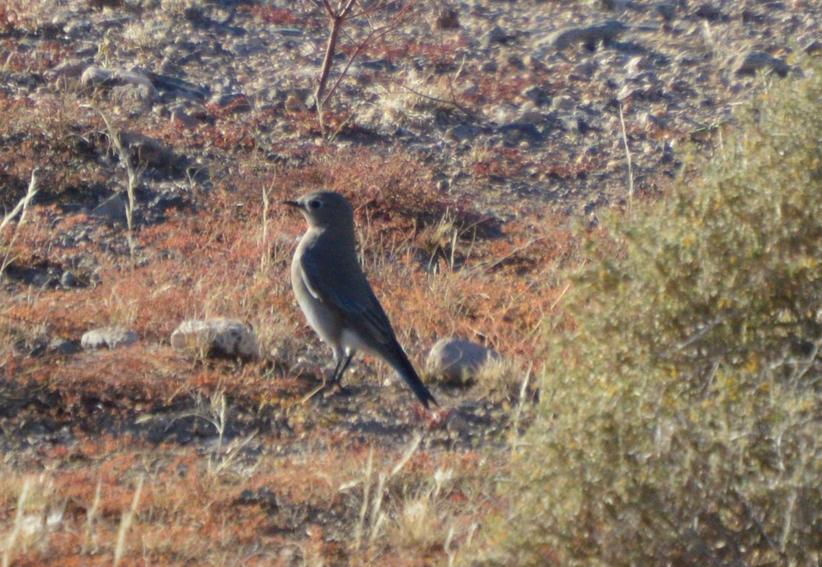 Mountain Bluebird - ML42093541