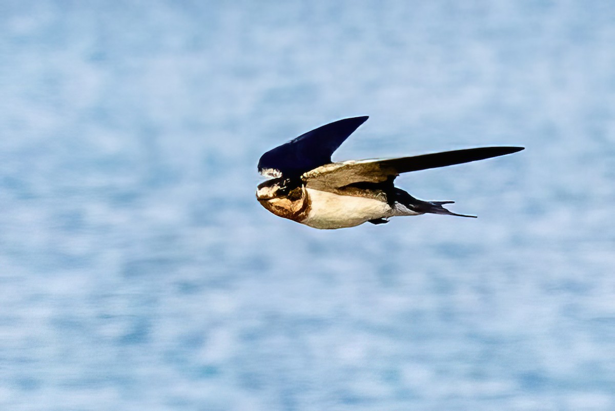 Barn Swallow - ML420936311