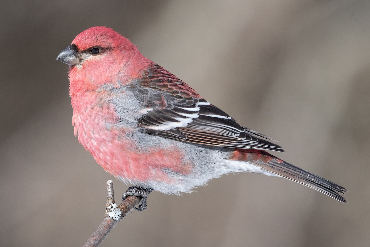 Pine Grosbeak - ML420936331