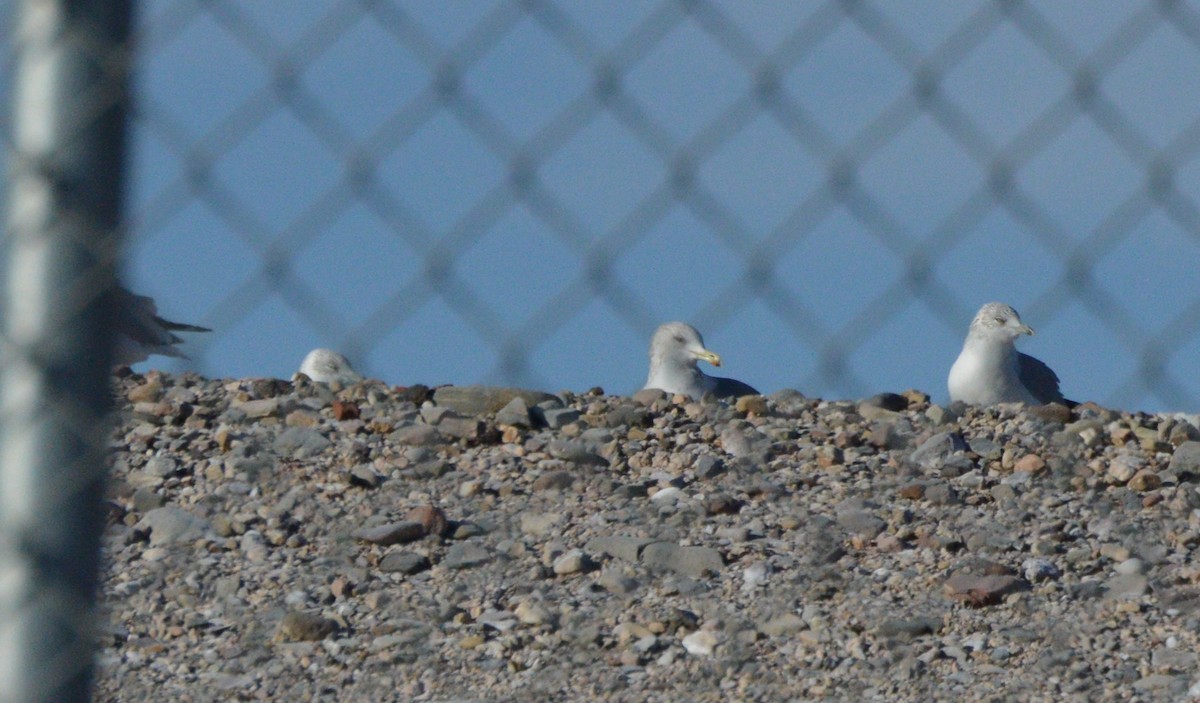 gull sp. - ML42093641